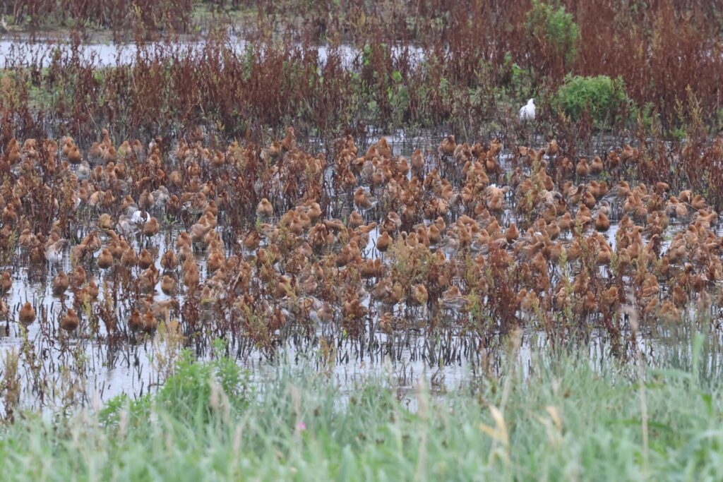 Black-tailed Godwits