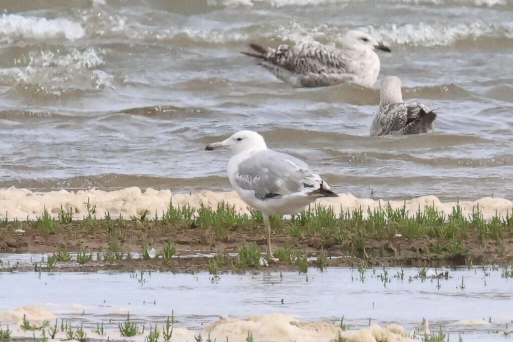 Caspian Gull