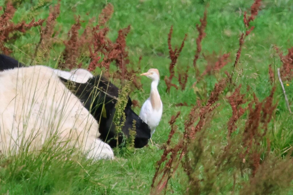 Cattle Egret