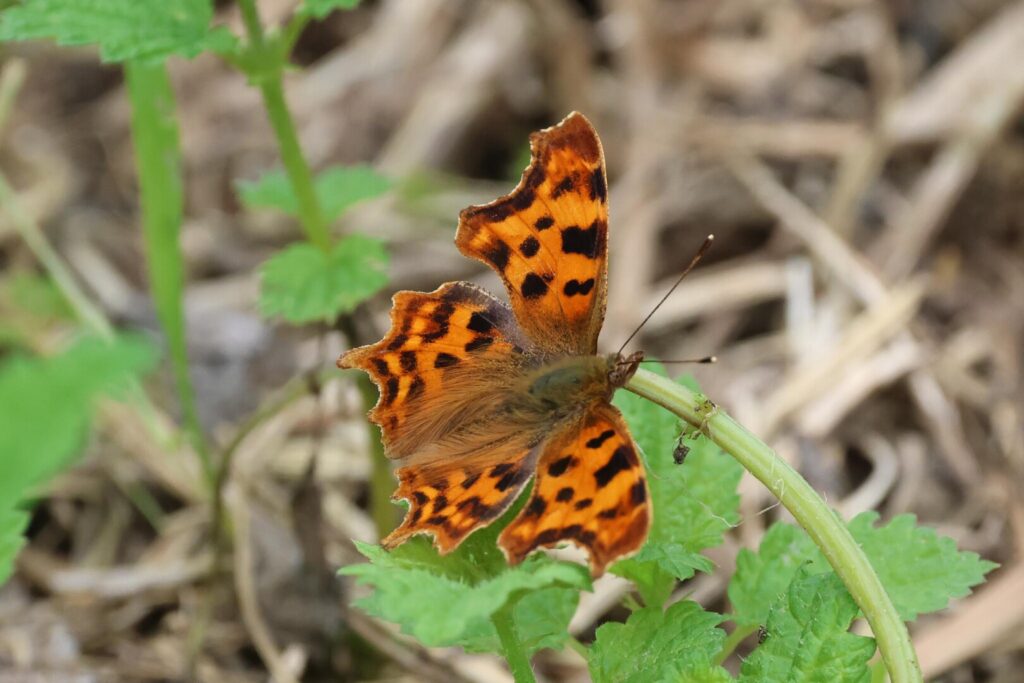 Comma