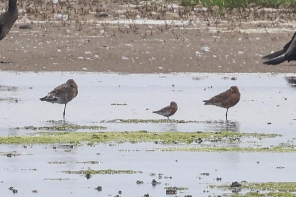 Curlew Sandpiper