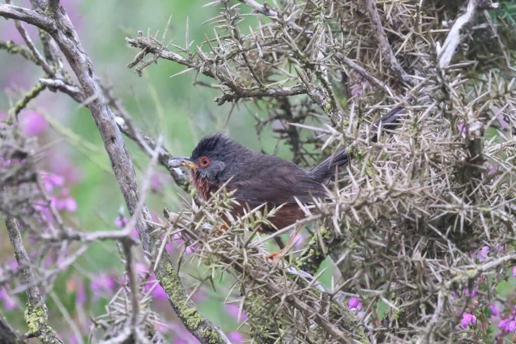 Dartford Warbler