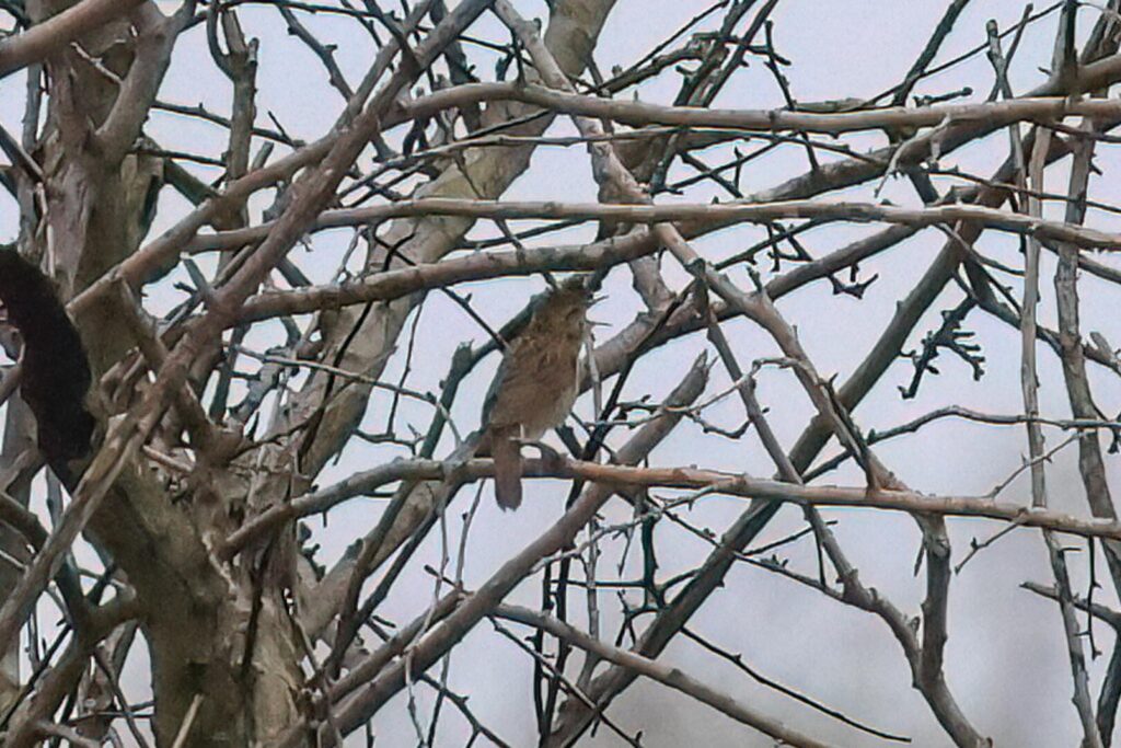 Grasshopper Warbler