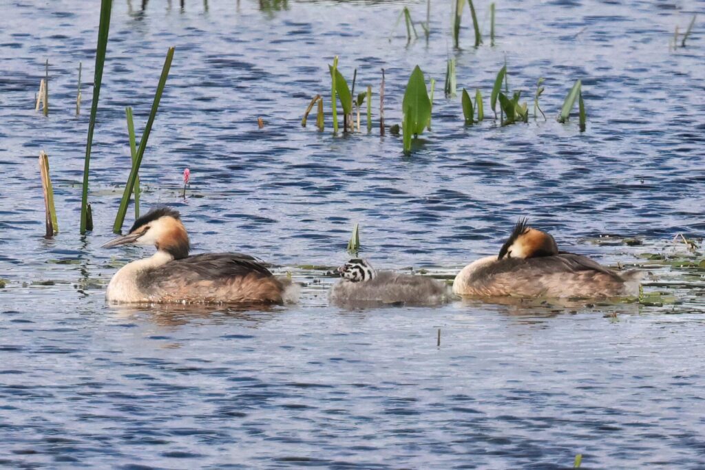 Great Crested Grebes