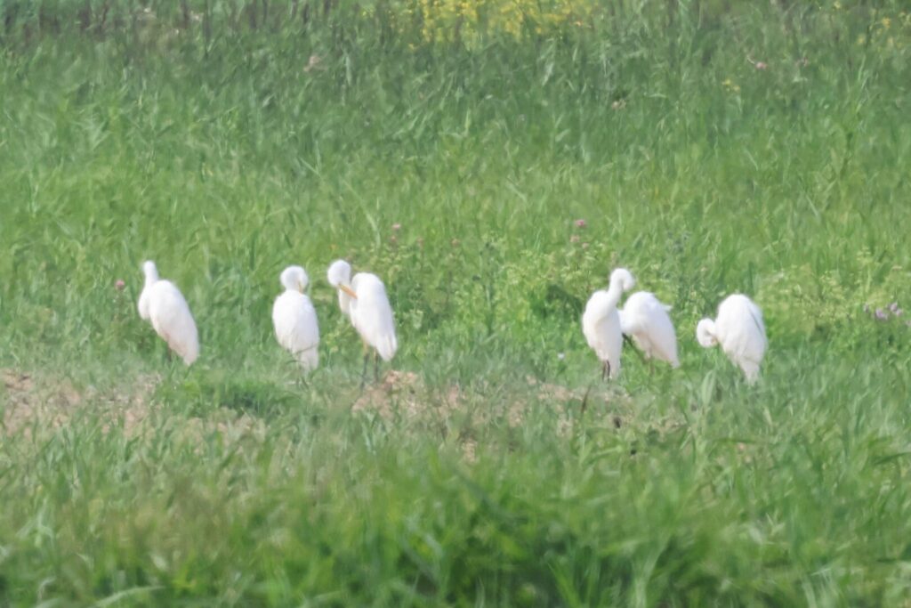 Great White Egrets