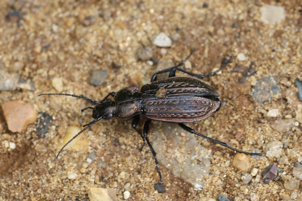 Ground Beetle Carabus granulatus