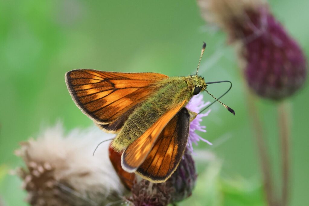 Large Skipper