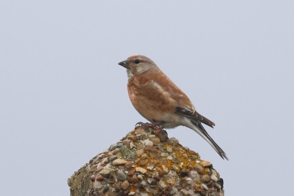 Linnet