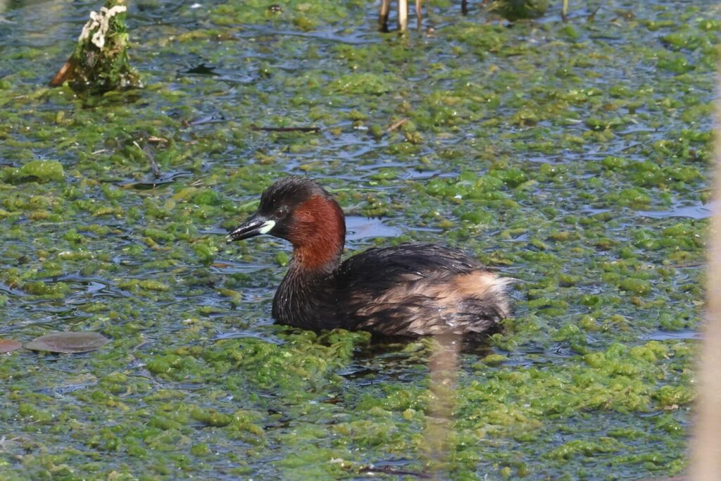 Little Grebe