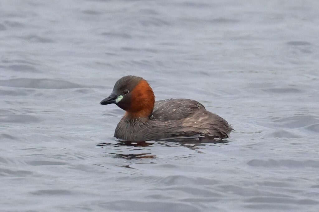 Little Grebe