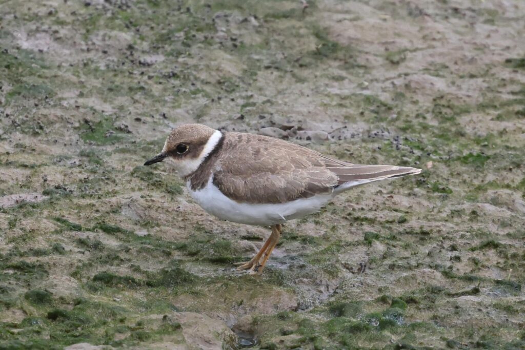 Little Ringed Plover