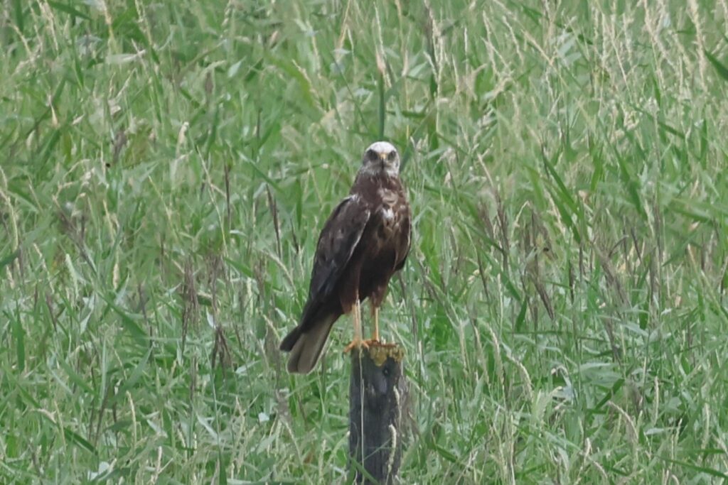 Marsh Harrier