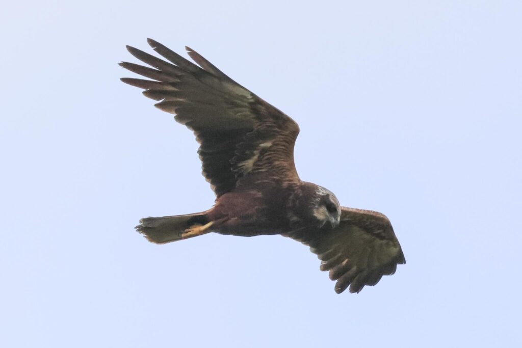 Marsh Harrier