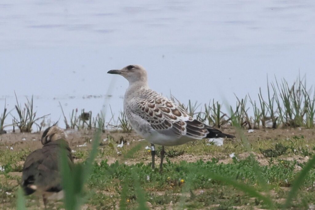 Mediterranean Gull