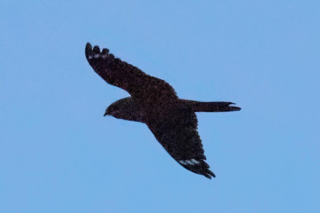 Nightjar