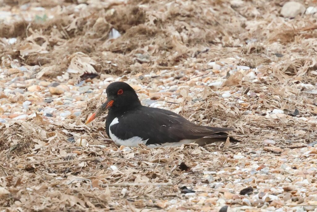 Oystercatcher