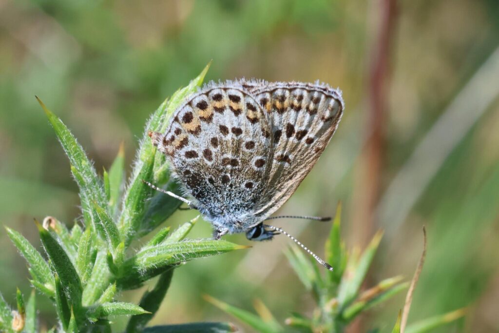 Silver-studded Blue