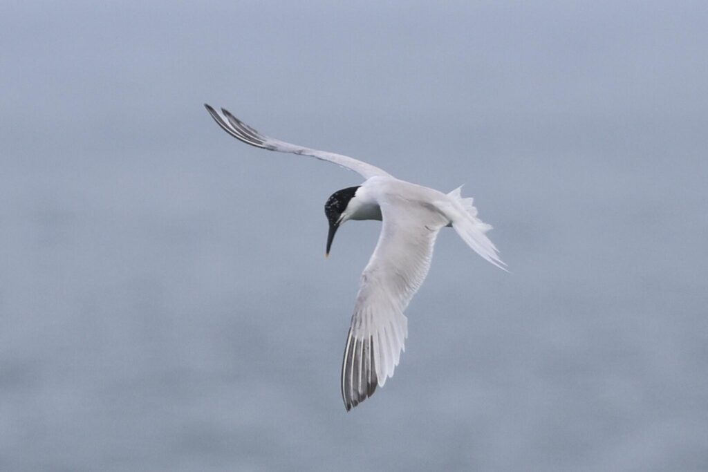 Sandwich Tern