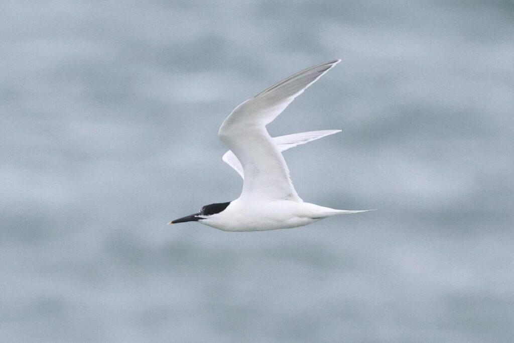 Sandwich Tern