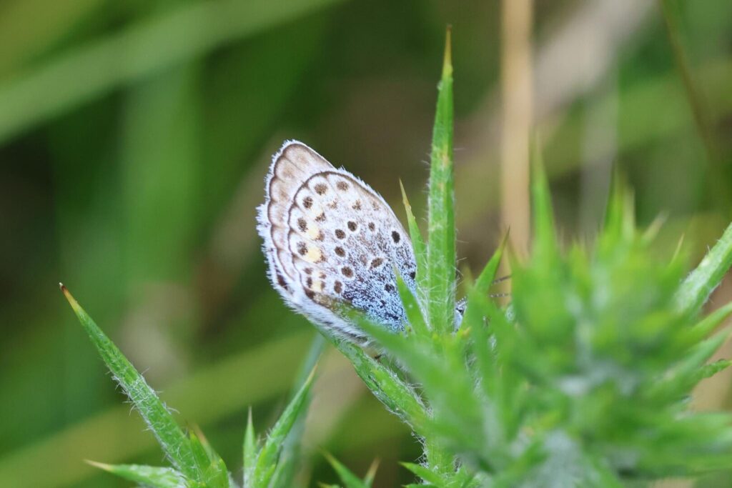 Silver-studded Blue