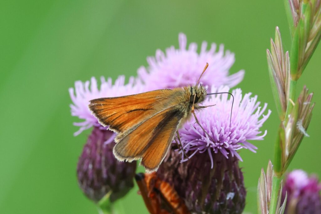 Small Skipper