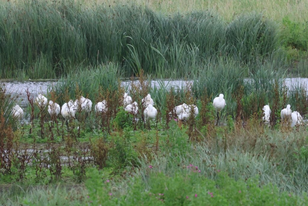 Spoonbills