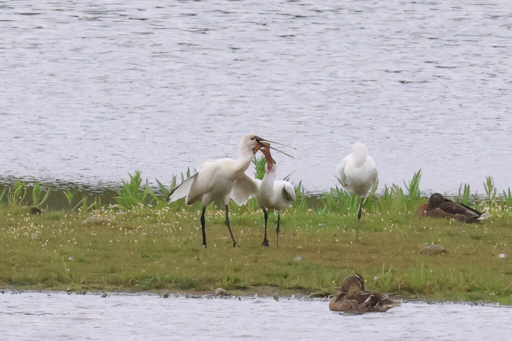 Spoonbills