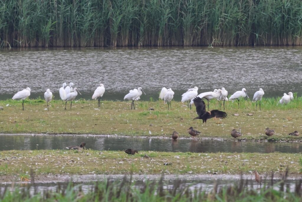 Spoonbills