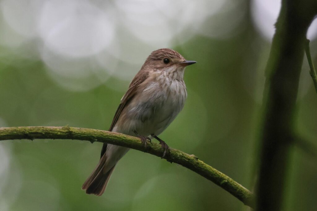 Spotted Flycatcher