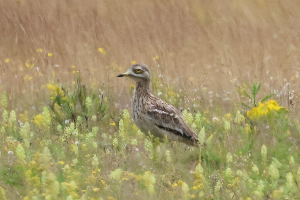 Stone Curlew