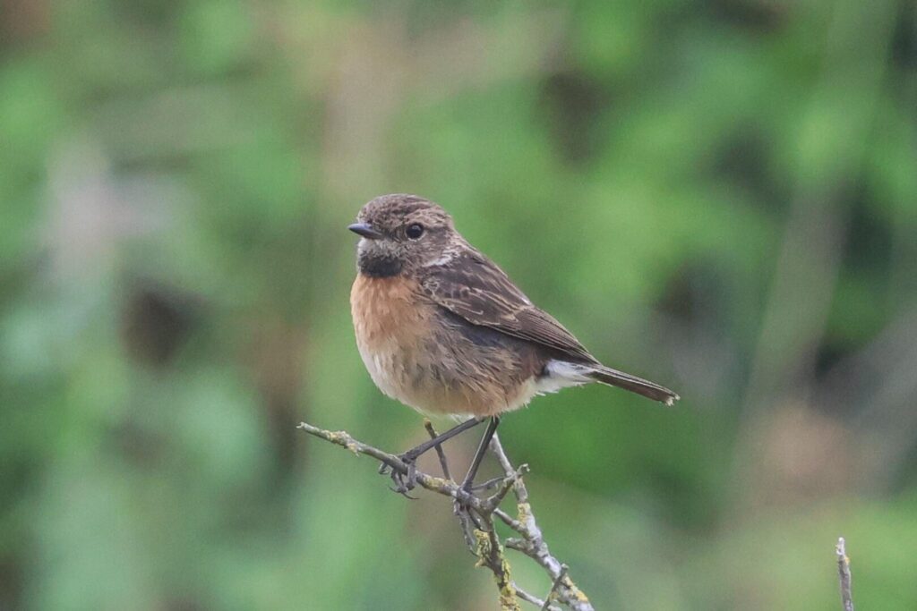 Stonechat