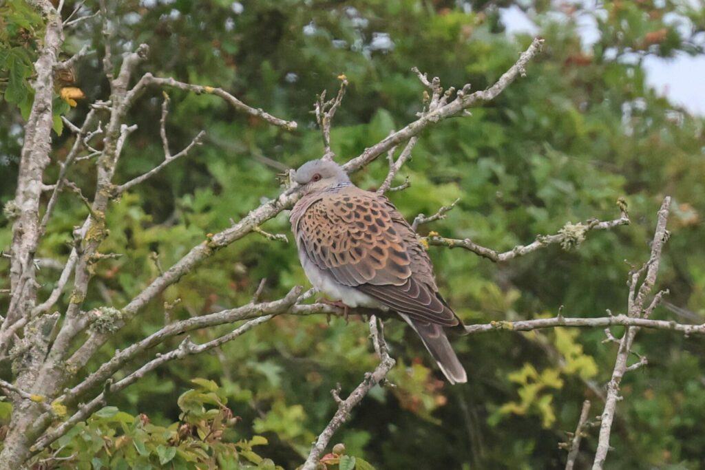 Turtle Dove