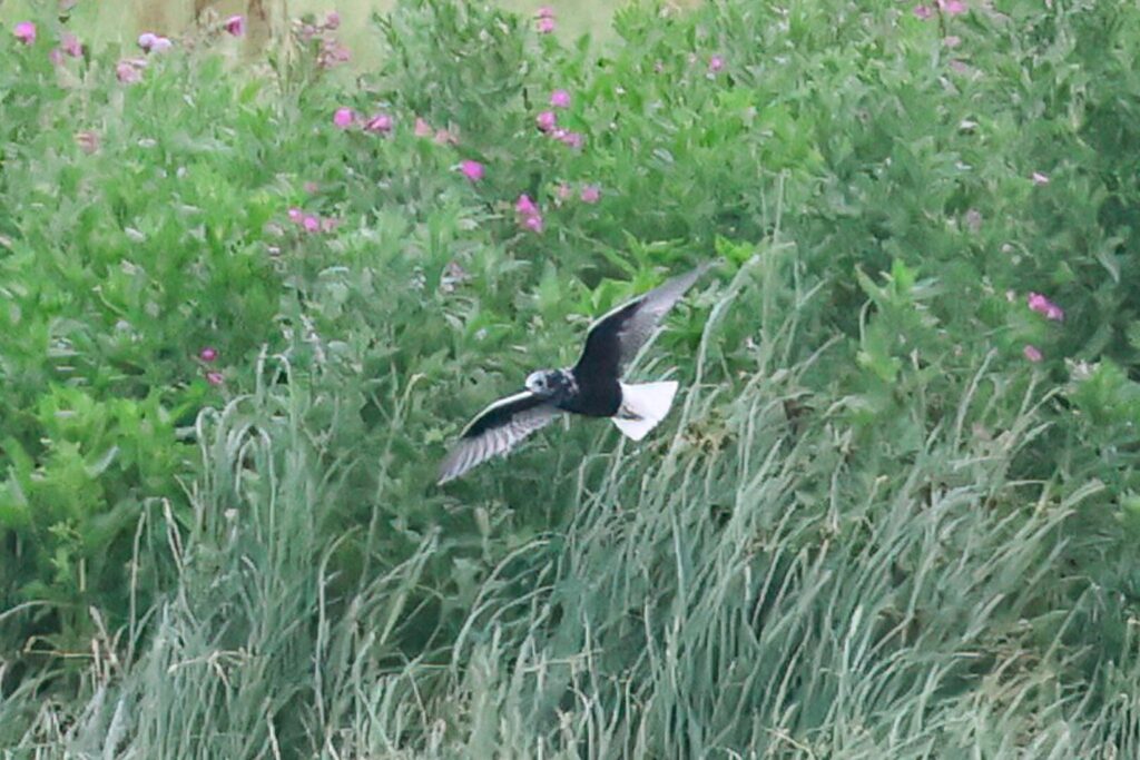 White-winged Black Tern