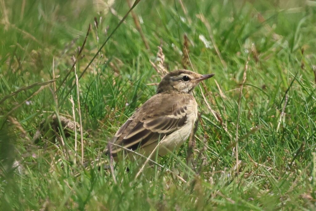 Yellow Wagtail