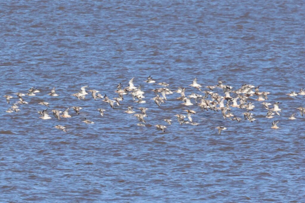 Bar-tailed Godwits