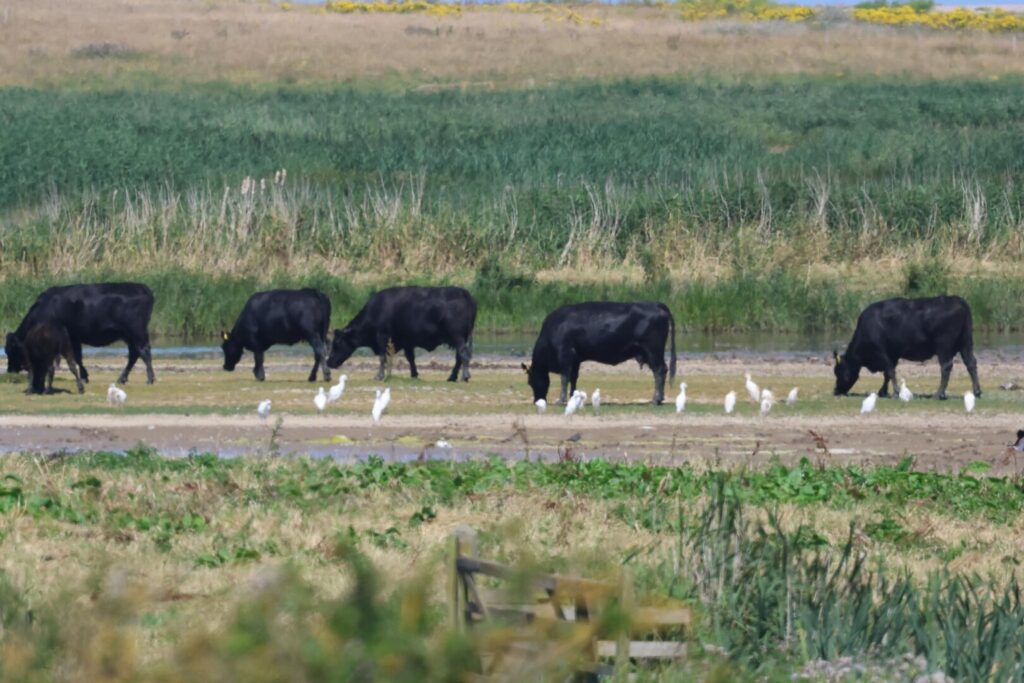 Cattle Egrets