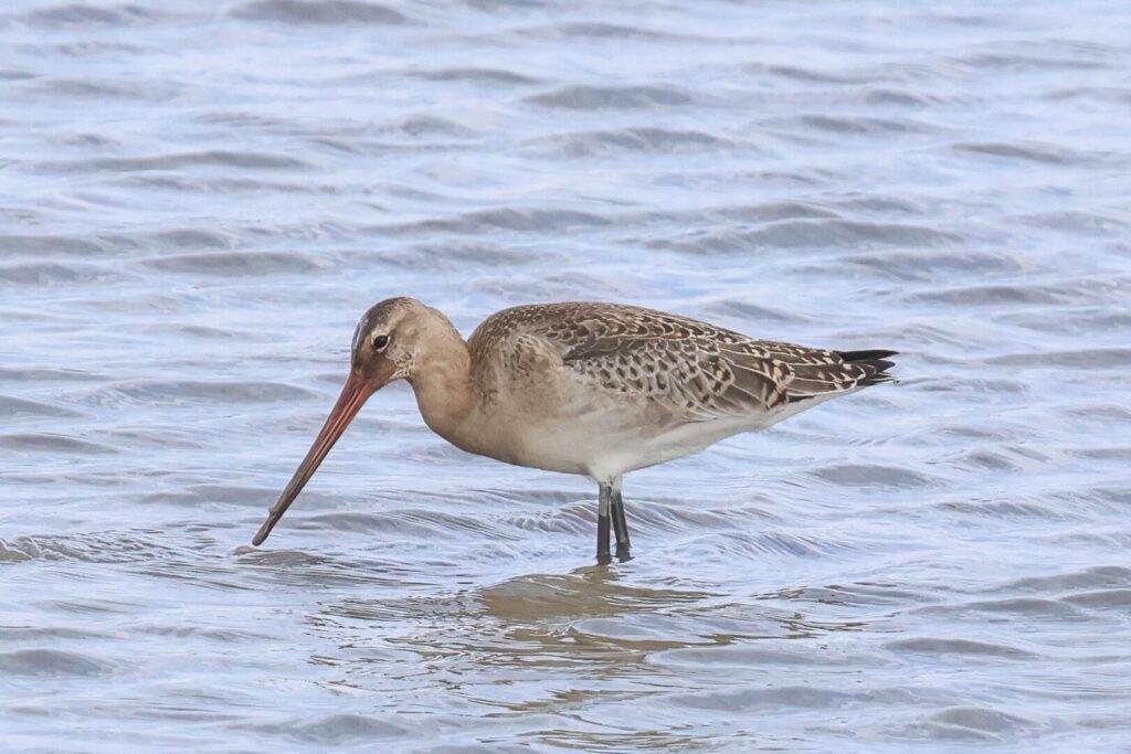 Continental Black-tailed Godwit