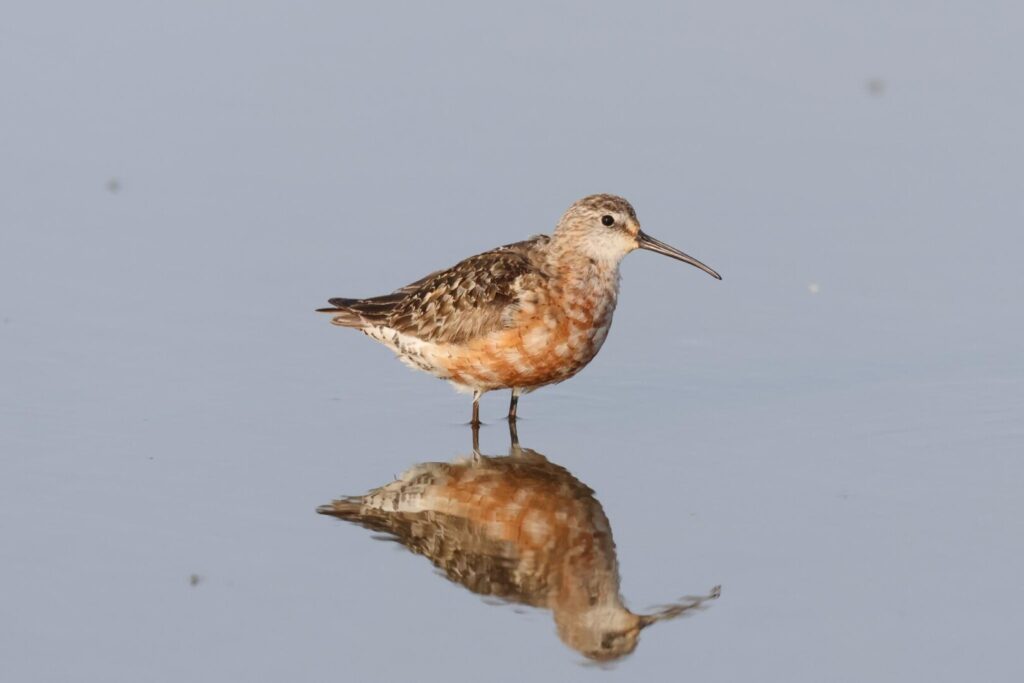 Curlew Sandpiper