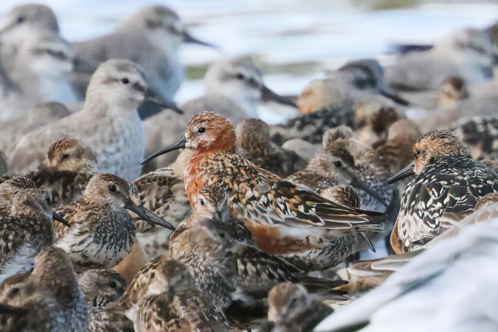 Curlew Sandpiper