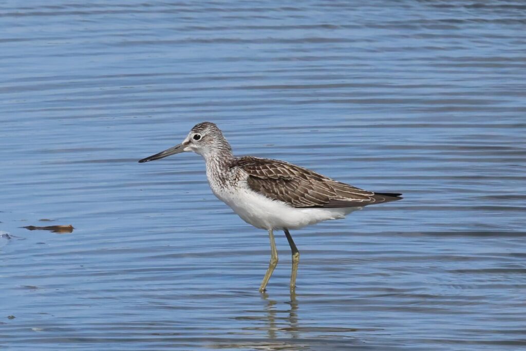 Greenshank