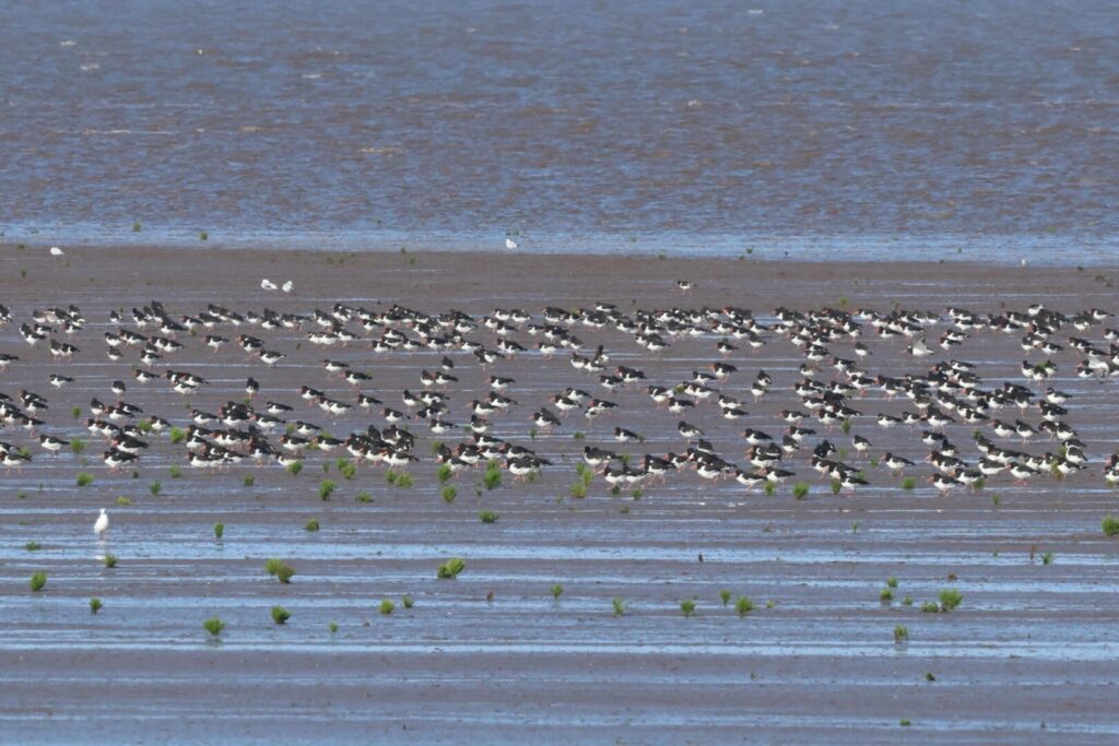 March of the Oystercatchers