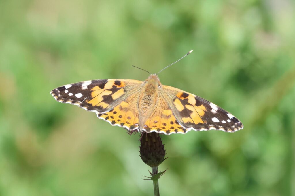 Painted Lady