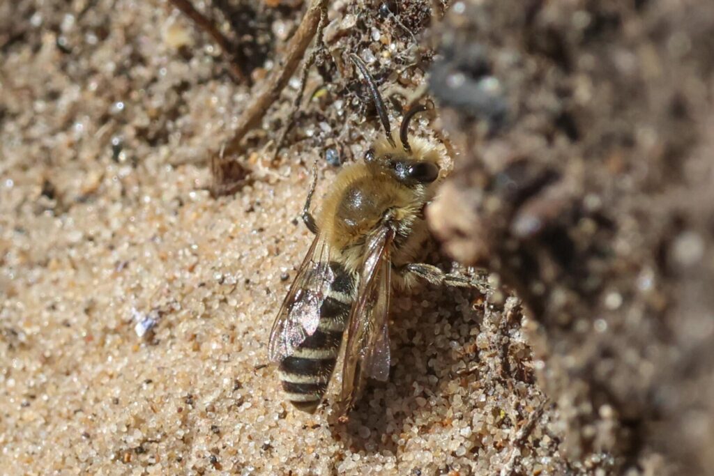 Sea Aster Bee