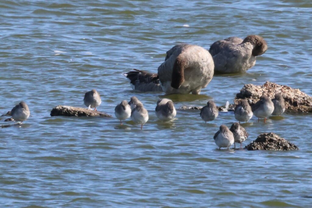 Spotted Redshanks