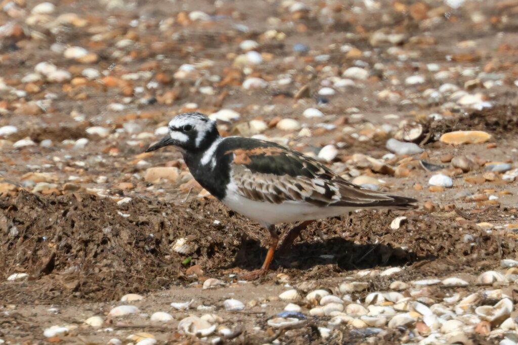 Turnstone