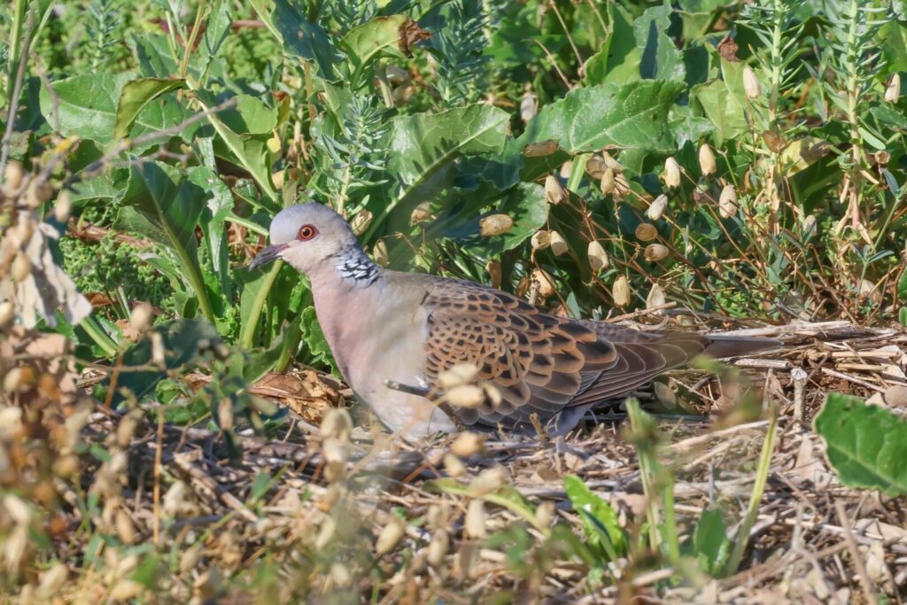 Turtle Dove