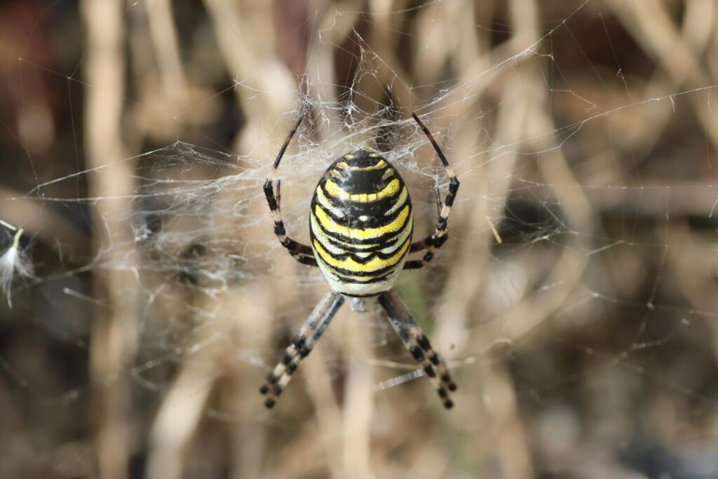 Wasp Spider