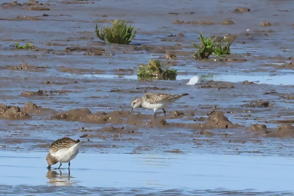 White-rumped Sandpiper