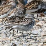 White-rumped Sandpiper