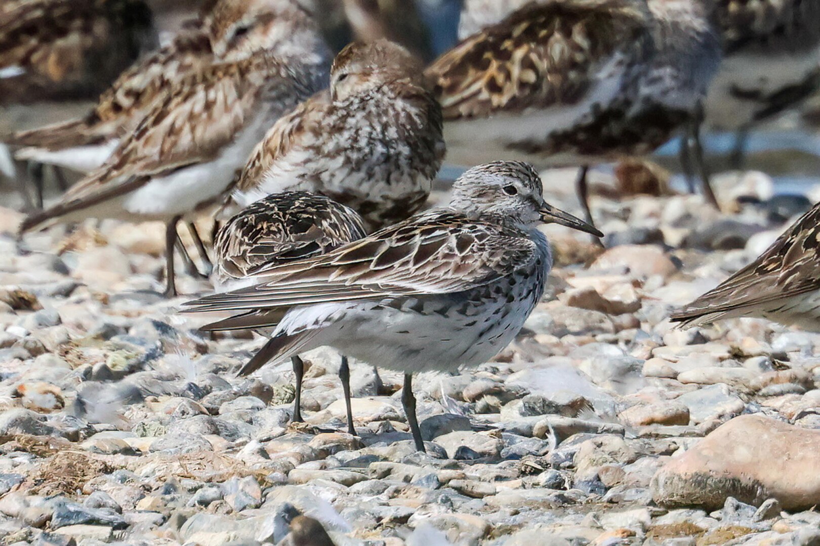 White-rumped Sandpiper